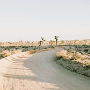 Joshua Tree Joshua Tree