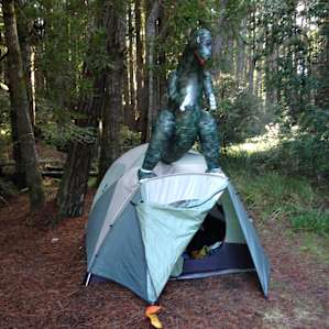 You never know what you'll find in the forest.
