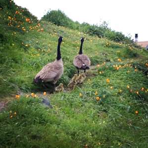 If you're lucky you'll have a family of geese that visit you every morning while you make coffee.