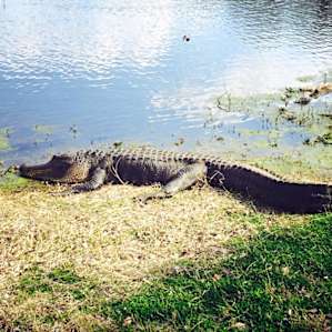 Brazos Bend Brazos Bend
