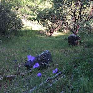 There are plenty of wild flowers during the spring