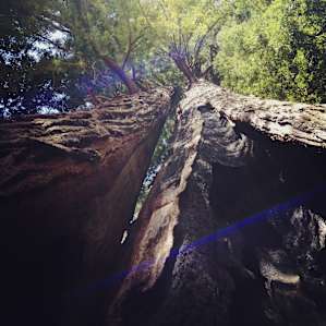 Big Basin Redwoods Big Basin Redwoods
