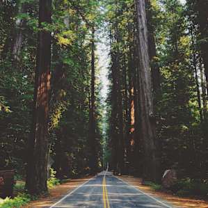 Humboldt Redwoods Humboldt Redwoods