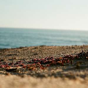 Crystal Cove Crystal Cove
