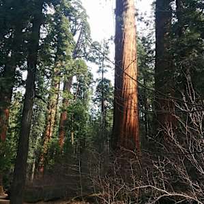 Calaveras Big Trees Calaveras Big Trees