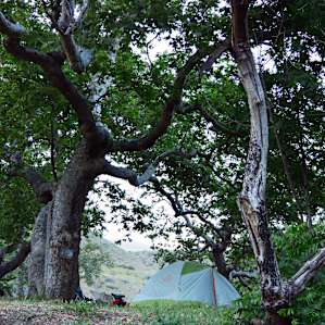 Campground is among gorgeous trees.