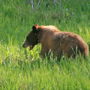 Bears feed in the meadows at Crane Flat in the spring, which is late May through early June at this elevation.