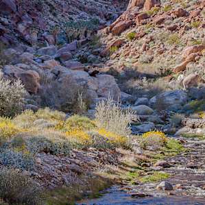 Take the adjacent Borego Palm Canyon hike. If you've been out primitive camping along the 4WD roads in the park's backcountry, this campground near the Visitor Center offers showers.