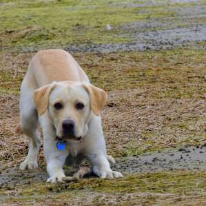Your dog will love you forever if you take him to Button Bay.
