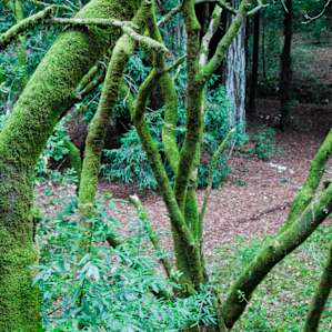 Henry Cowell Redwoods Henry Cowell Redwoods