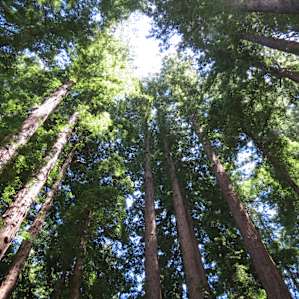 Henry Cowell Redwoods Henry Cowell Redwoods