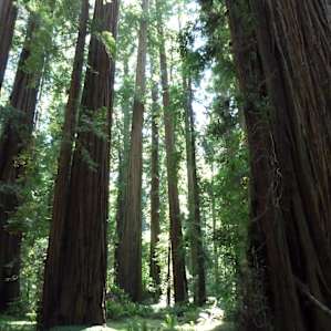 Grizzly Creek Redwoods Grizzly Creek Redwoods
