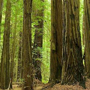 Grizzly Creek Redwoods Grizzly Creek Redwoods