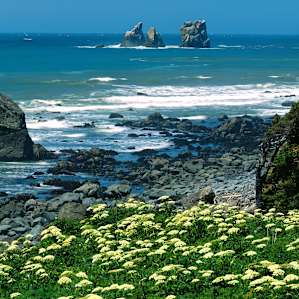 Del Norte Coast Redwoods Del Norte Coast Redwoods