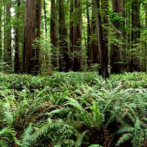 Del Norte Coast Redwoods Del Norte Coast Redwoods