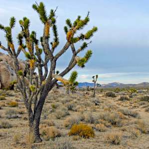 Mojave Mojave