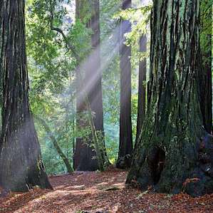 Big Basin Redwoods Big Basin Redwoods