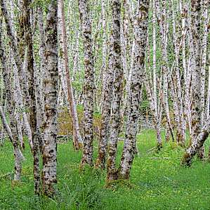 Stunning trees on the path to the hot springs