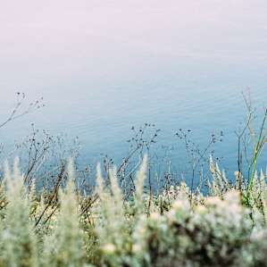 beautiful native plans adorn the ridge line along the coast