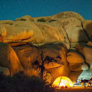 Joshua Tree Joshua Tree