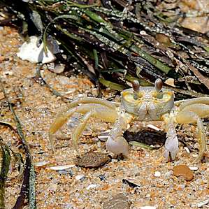 The Chesapeake Bay has some pretty interesting critters.