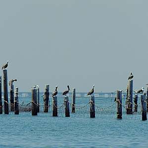 Pelicans, seagulls, and cormorants at First Landing