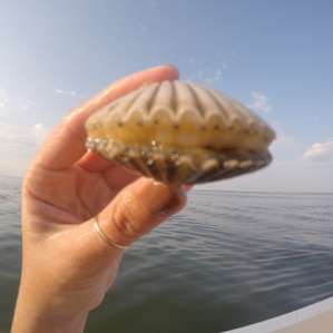 Scallops around these parts are real good eatin... Cooked or straight from the ocean.