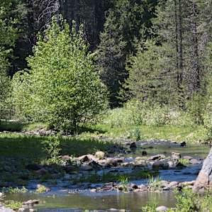Willow Creek