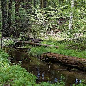 Nelder Creek