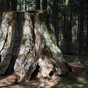 Stump