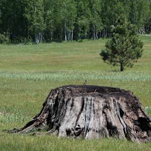Meadown near camp