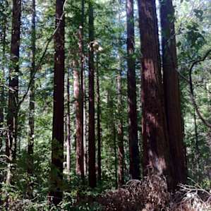 Portola Redwoods Campground