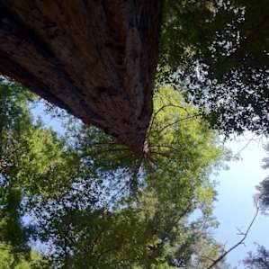 Portola Redwoods Campground