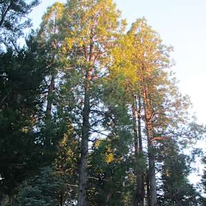 Dogwood Campground