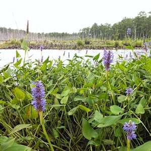 Goshen Pond