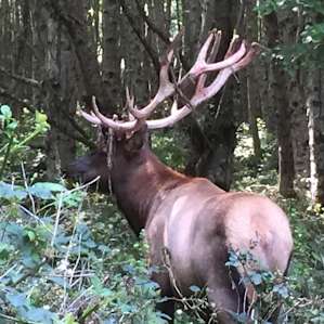 Elk in campground area