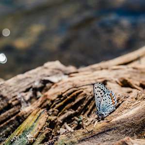 Butterfly along the river