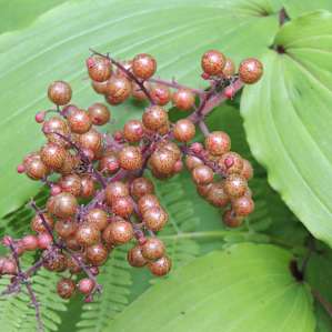 False Solomon's Seal on the CCC trail