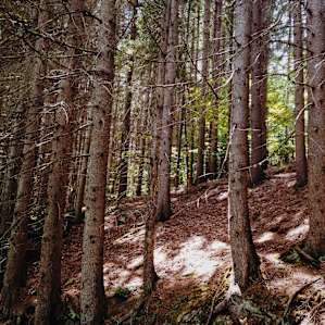 Take a hike on some of the dozens of trails nearby. Huggins Lake trail is about 4 miles round trip and the walk to the covered bridge is about 1.5 miles round trip.