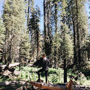In our natural habitat, surrounded by evergreens.