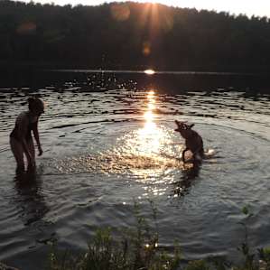 dog sun swimming