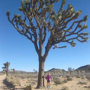 Mountain biking the dirt roads in the park - Joshua Trees of all shapes and sizes!