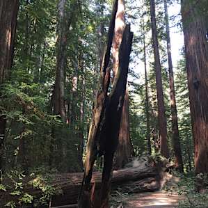 The 'Big Trees' area about .5 down the road