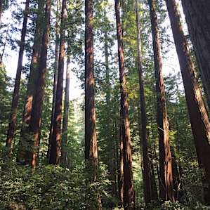 The 'Big Trees' area about .5 down the road