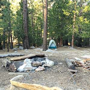lots of dry wood to be foraged