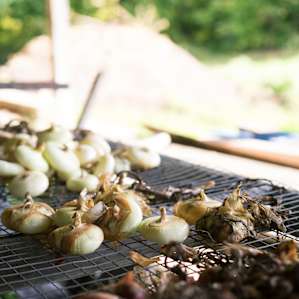 Organic Farming in progress