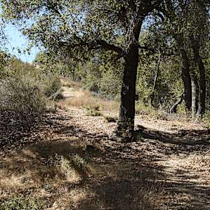 Site#15 trail to mountain ridge