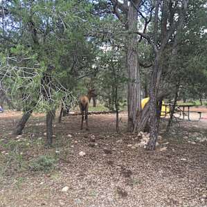 Mather Campground