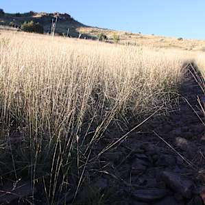 Along Montezuma Quail Trail. Photo by Lisa Rawlinson.