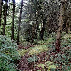 Horsetrail winds thru a cool forest. I did a loop of 4 1/2 miles. Missed the southernmost loop